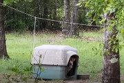 【海外】「空き家を巡るカップル、庭に見つけた古い犬小屋から現れた切ない顔とは？」