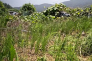 韓国人「投資金30億ウォンが消えた…」有名土地投資業者が詐欺容疑で検察送致、高収益を謳い青年層から多額の投資を募る