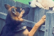フレンドリーな犬同士「新しいお隣さんが気になる…」一瞬にして親友になる