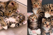 【海外】家族が子猫を迎え入れようとしたら、運命の4匹に出会い離れられなくなった！