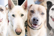 コロナ禍で行き場を失いかけた犬たち、ボランティアの底力で救出される