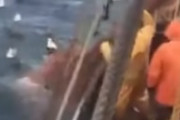 サメの子供を捕まえて、空を優雅に舞う鷹が凄い！！