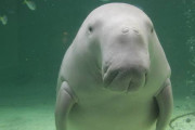 日本「みんなの国のKawaii動物を紹介しよう、この国ならジュゴンだ」