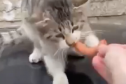野良猫にソーセージ与えたら奇妙な食べ方をしていました