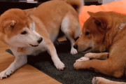 ラブラブな柴犬夫婦がオモチャを巡ってバトル？！優しい旦那様の愛に感動