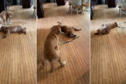 子犬が床で寝ている老犬のリードをくわえて引っ張り「遊びに行こうよー！」寝たまま床をクルクルまわる老犬と一生懸命起こそうとする子犬
