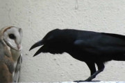 カラスの縄張りに誤って侵入してしまったフクロウ。カラスに散々脅されてプルプル:;(∩´﹏`∩);:
