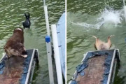 フリスビーを追いかけて湖へダイブ！のはずが、間際で戸惑い転倒しながら落ちるワンちゃん