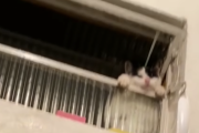 猫「風呂場からお邪魔するやで❗️❗️おっ女の子おるやん❗️よろしくネキー❗️
