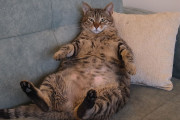 【海外】世界で一番重い猫が4歳の子供よりも重かったってば！