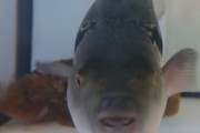 フグがあっという間に捌かれ、鍋で食されるまでの映像が見ごたえある件！←こんなに早く捌けるもんなの？