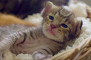 【深夜の癒し】たまにはモフモフの動物を見て癒されよう