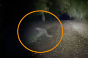 ここにいるのは私たちだけじゃない。犬を散歩中のカップルが早朝の公園で目撃したものとは！？