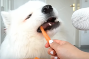 海外「ワンコが食べる音ってどうしてこんなに…。」　最近流行っているASMRを、ワンちゃんが挑戦してみた。　海外の反応