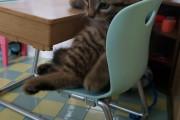 外国人「猫のためだけに小さな家具を作ったので見てくれ！」