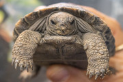 【海外】「フィラデルフィア動物園の100歳ガラパゴスゾウガメが4匹の赤ちゃんを誕生！絶滅危惧種を救う希望の新たな命」