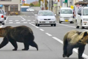 韓国人「日本の熊の状況を見ると、韓国も安全とは言えない…ﾌﾞﾙﾌﾞﾙ」