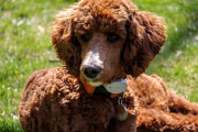 友人が旅行に行くので犬を預かったけど引き取りに来ない。保護施設に持ち込んだ私は間違ってる？