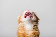 【海外】猫がこんなに鳴くのはなぜ？仕組みと対策を徹底解説！