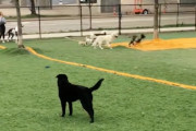 【海外】「遊び場から孤立していた障害を持つ犬、勇気ある仲間の登場で人生が変わる！」