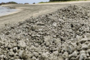【韓国の反応】海底火山噴火でできた軽石に日本の原発も緊急事態。韓国の反応「罪と罰だ。天罰後代に末永く伝わる。」