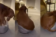 ちょっと小さすぎるかな？子犬用のベッドで寝ようとする犬が面白くて可愛い！