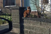 飼主さんの帰りを門で待っていてくれる忠猫トント