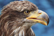オオカミの群れはウサギを狩れるのか？「人は狼がいかに知能が高いかを理解していない」「ウサギは亀との競争から教訓を得た」海外の反応