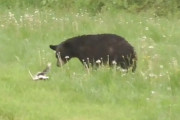 草原でスカンクと出会ったクマ、遊びたそうにそろ～っと近づいていくも、スカンクの得意技を顔面に食らってしまう…。