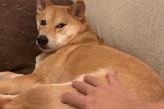 寝ている柴犬にいきなり触れて怖がらせてみた。