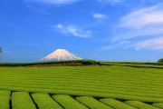 海外「こんなにたくさんの工程があったのか！」日本の深蒸し緑茶の茶摘みから製茶までの工程を見た海外の反応
