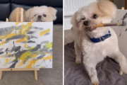 天才マルチーズ画伯の絵に5000ユーロで買取オファーまで…お絵かき上手だけではない才能にビックリ！