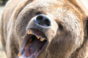 韓国人「衝撃：熊に襲われた日本人男性、湖のほとりで頭だけ発見される」