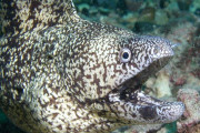 【動画】「危険じゃないの？」ウツボが何故か飼い犬ばりになついて、撫で回してる不思議動画【海外の反応】