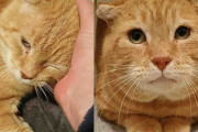 【海外】「長年の野良猫生活から屋内へ！新たな希望を見つけた猫の感動ストーリー」