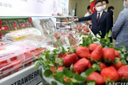 韓国人「日本人は韓国イチゴに嫉妬して発狂するでしょう‥」韓国イチゴが世界で大人気に！イチゴ専用航空機が、シンガポールに続き香港まで飛ぶ　韓国の反応