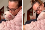 飼い主さん「好き！好き！ちゅちゅちゅ～！」ミニブタちゃん「アタシも…」