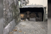 【海外】「野良犬が導いた場所に隠された赤ちゃんたち！女性が発見した衝撃の crawl space」