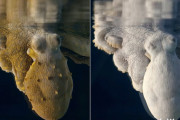 海の生物タコも夢を見る？夢の中で行動を起こす度に、それに合わせて色を変化させるタコの映像