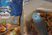 ピスタチオの袋に入り込んだマメルリハインコさん、出られない割には困っていない