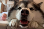 ママに頼まれて赤ちゃんにハイハイを教えるマラミュート。体格はいかついけれど優しい眼差しにキュン
