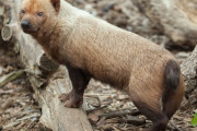 キツネと犬と豚のハイブリッド！？公園に現れた謎の動物の正体は？
