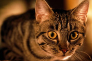 イギリスからロシアまで渡り新記録を打ち立てた奇跡のコウモリ、現地で猫に襲われ死亡(´；ω；｀)