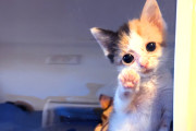 【海外】「隔離生活で見つけた運命の姉妹！初めての対面で恋に落ちた子猫たちの感動ストーリー」