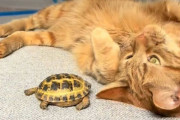 出会った時から「キミはともだち」猫と亀のゆるふんわりな日常