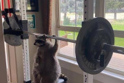 アライグマの愉快で間抜けな画像集　かわいいと外国人の間で人気に