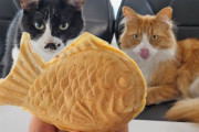 猫たちの前でたい焼きを作るとこうなりますｗｗｗ外国人「しつけのできたうちの猫とは違いすぎる」