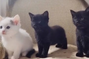 引き取った保護猫が子猫を出産！まさかのサプライズに驚きつつも幸せを感じる飼い主さん♪