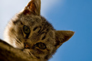 【海外の反応】なぜ東京にはこんなにも野良猫が多いのだろう