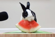 海外「最高だった！」　うさぎがスイカをひたすらムシャる動画が軽く300万再生突破している事実　　海外の反応